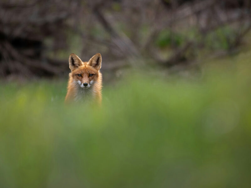 Catch the Little Foxes | Subscriptions and Budgets