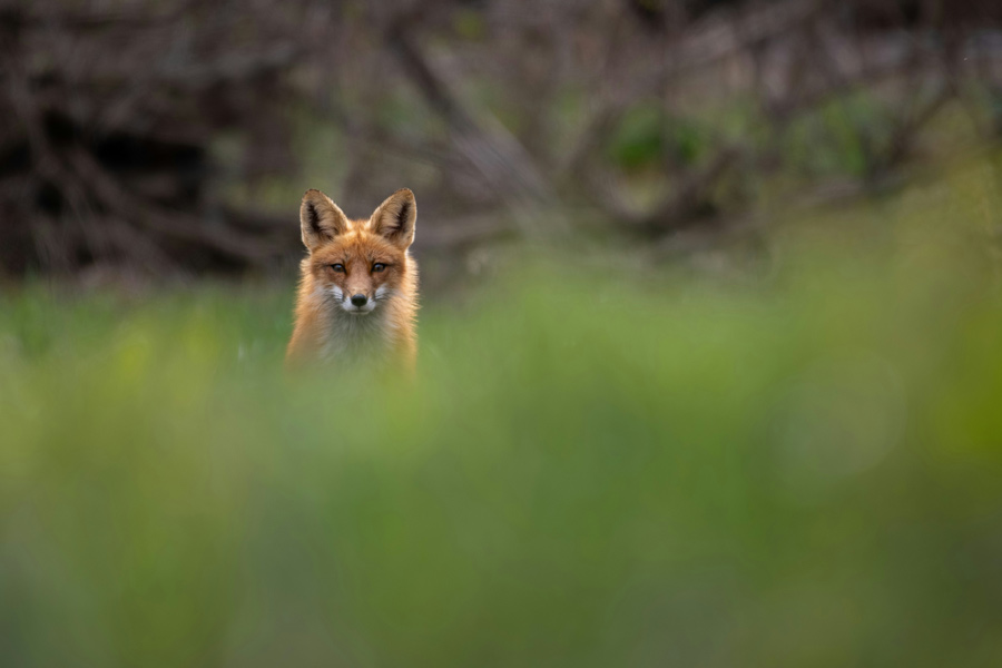 Catch the Little Foxes | Subscriptions and Budgets