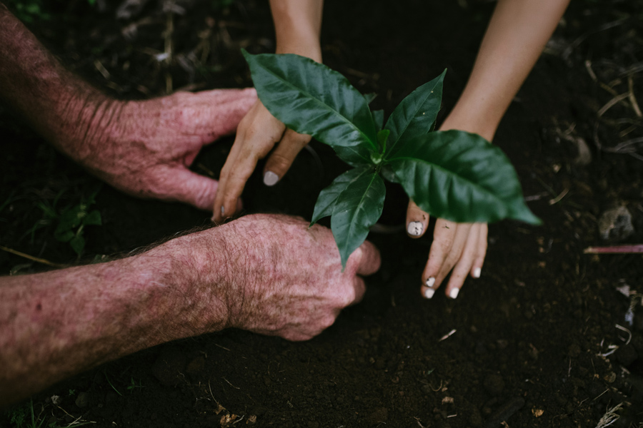 two sets of hands patting soil around a plant, representing leaving a legacy